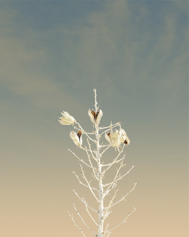 White Sands New Mexico Cactus