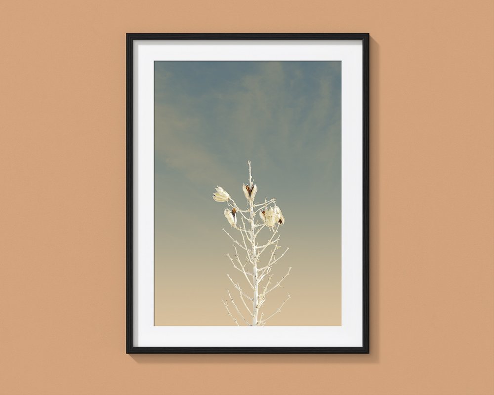 White Sands New Mexico Cactus