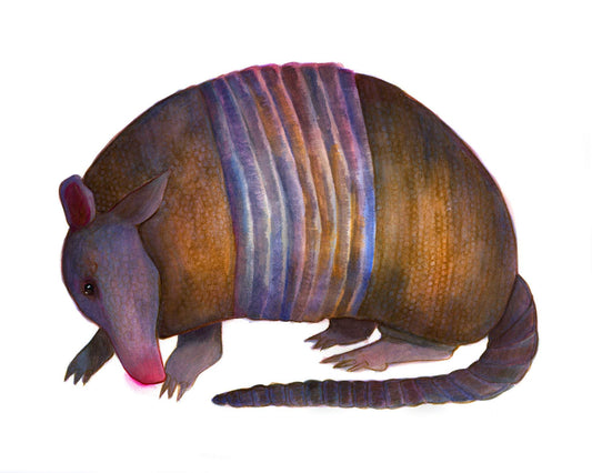 Watercolor armadillo drawing print on cotton rag paper by Caya Crum