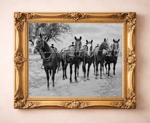Tin Top Quarter Horses horse art print by Carl Crum — in a gold frame