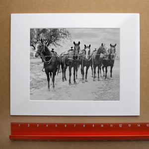 Tin Top Quarter Horses horse art print by Carl Crum — horizontal room scene