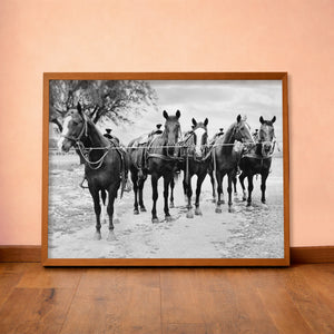 Tin Top Quarter Horses horse art print by Carl Crum — horizontal room scene