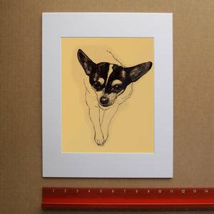 Simple Chihuahua dog portrait in pen and ink