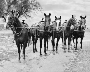 Texas West Series – Tin Top Quarter Horses Western Art Print | Carl Crum Art Crum Art