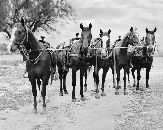 Black and white vintage western art print of six saddled horses lined up outdoors by Se Photography and Crum Art