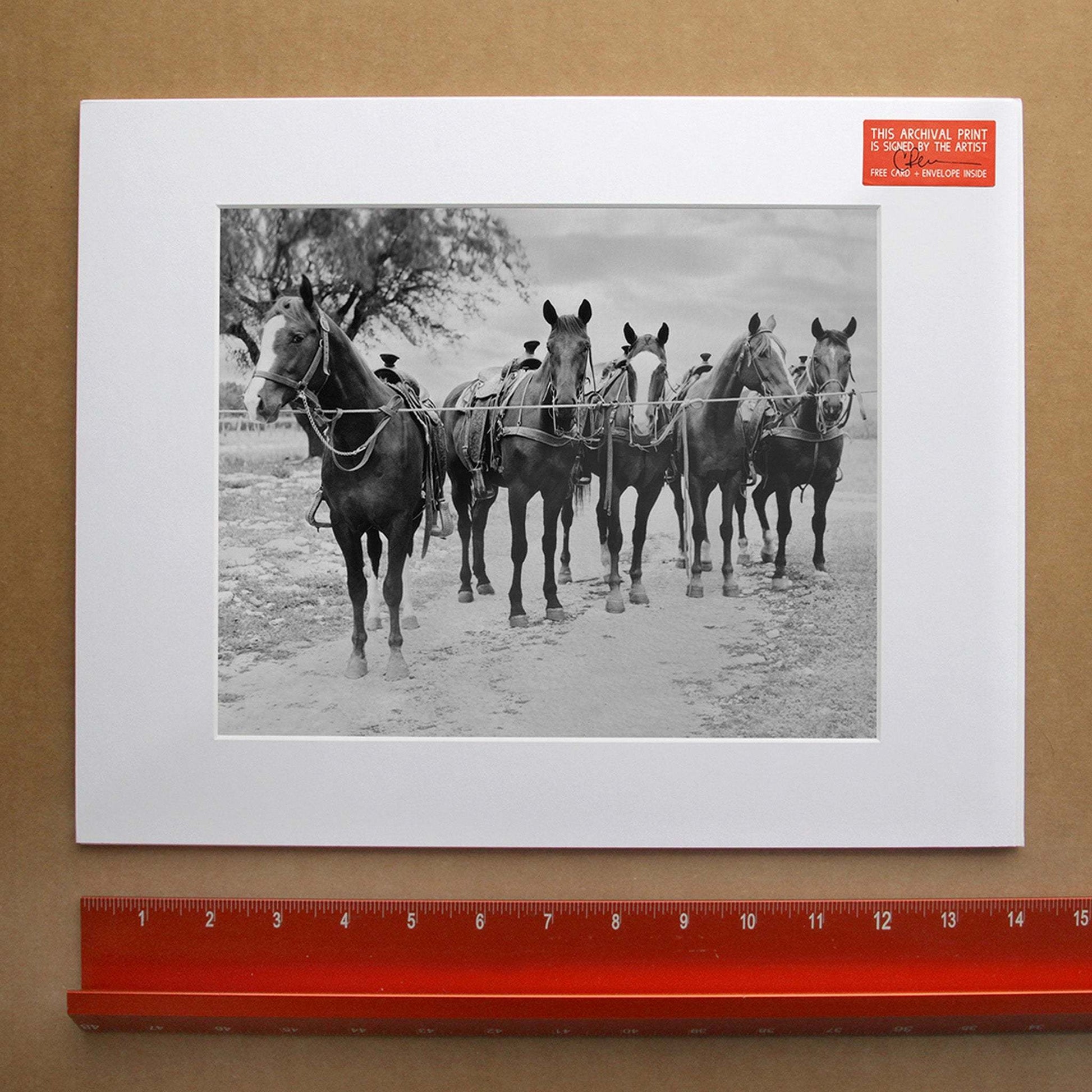 Horse Photography; Vintage blackand white, Horse photograph matted.