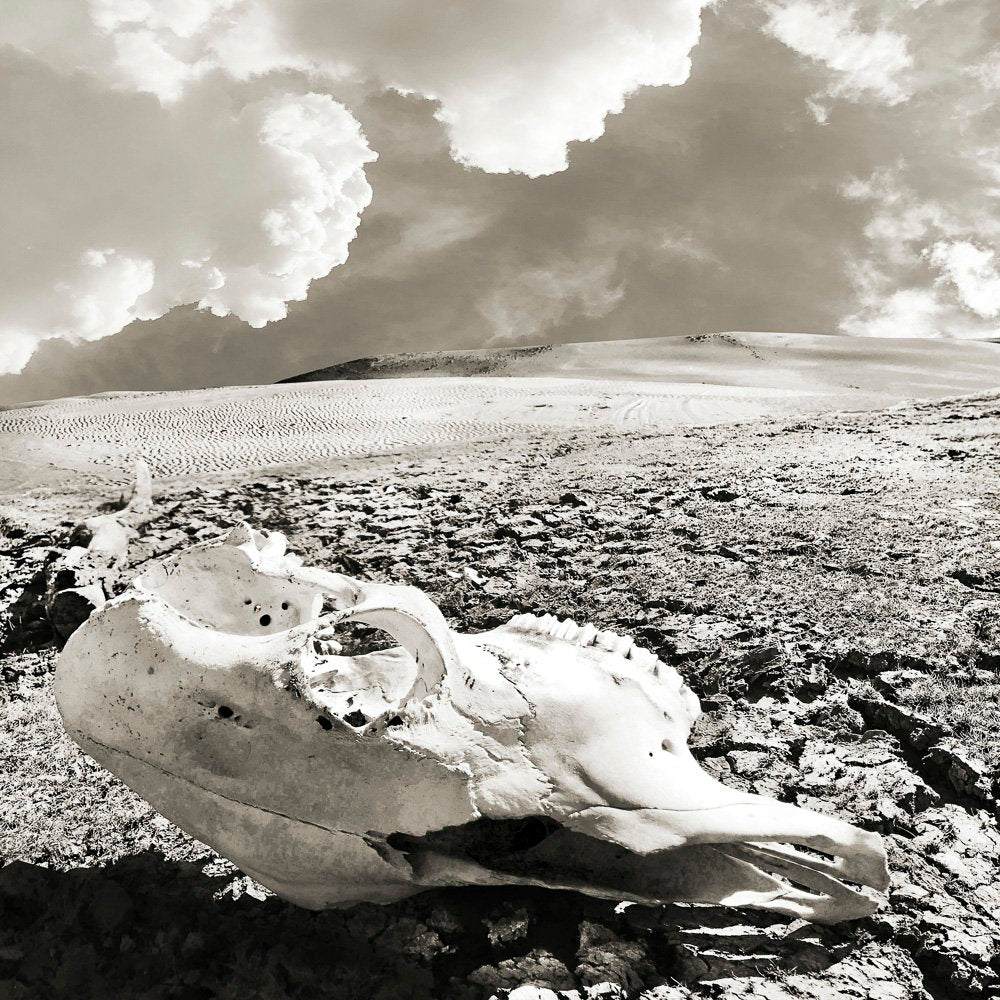 Betsy Crum Art cow skull in desert landscape with dramatic clouds Western art print