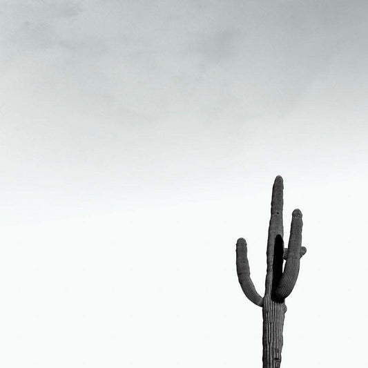 Black and white Saguaro cactus print on acid-free cotton paper with artist signature