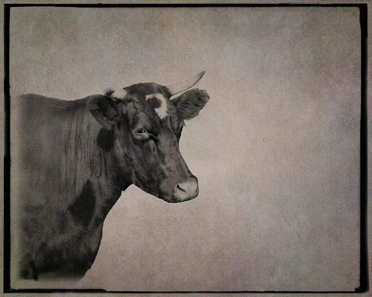 Black and white museum print of a cow standing, produced on acid-free heavyweight cotton paper with archival pigment inks.
