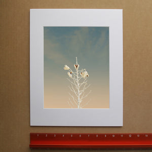Desert Art Print – White Sands Yucca Western Wall Art | Betsy Crum