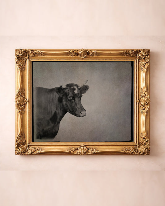 Cow Art | Sepia Cow Portrait Photograph | Crum Art