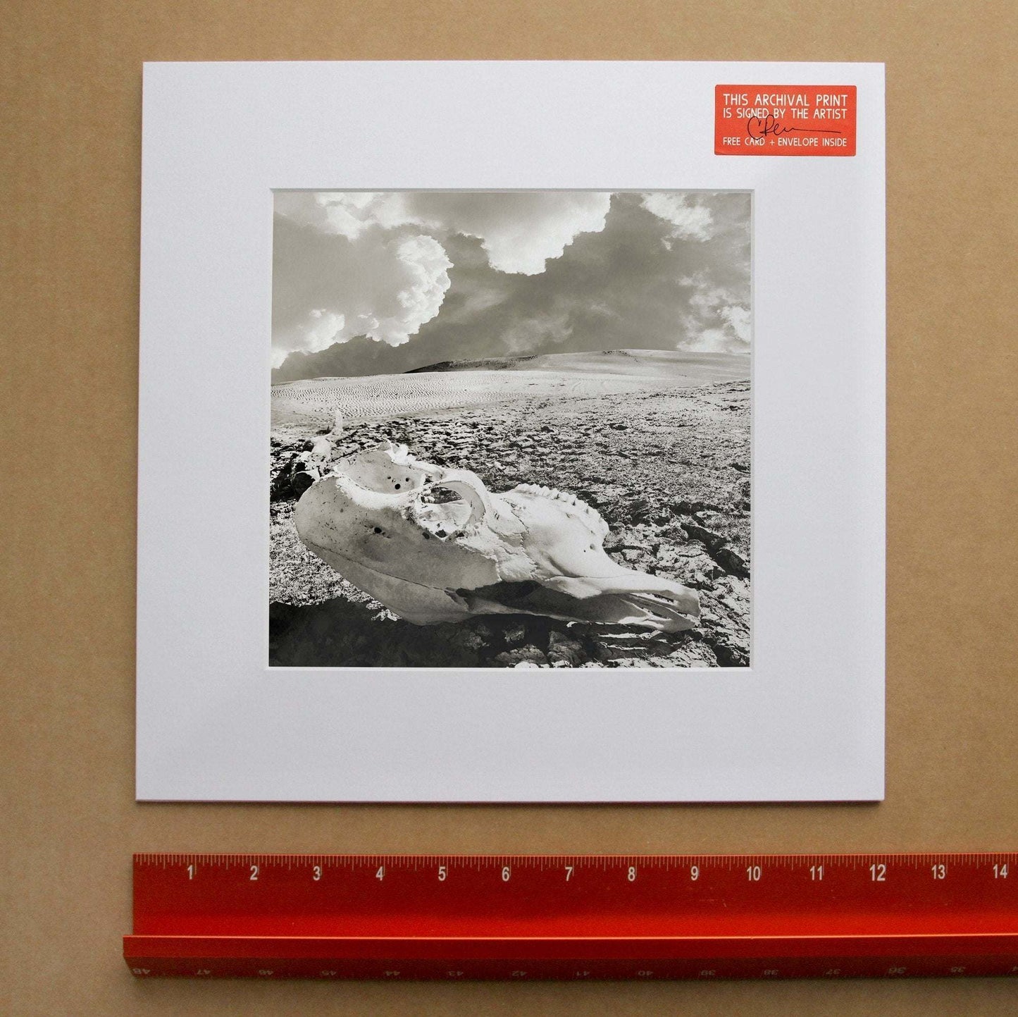 Betsy Crum Art black and white print of a cow skull in the Texas desert under big clouds on acid-free paper
