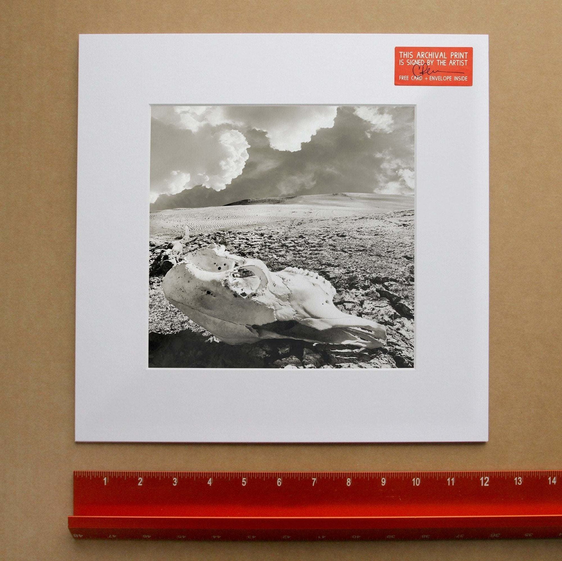 Betsy Crum Art black and white print of a cow skull in the Texas desert under big clouds on acid-free paper