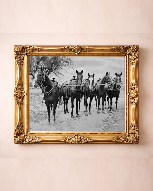 Tin Top Quarter Horses horse art print by Carl Crum — in a gold frame